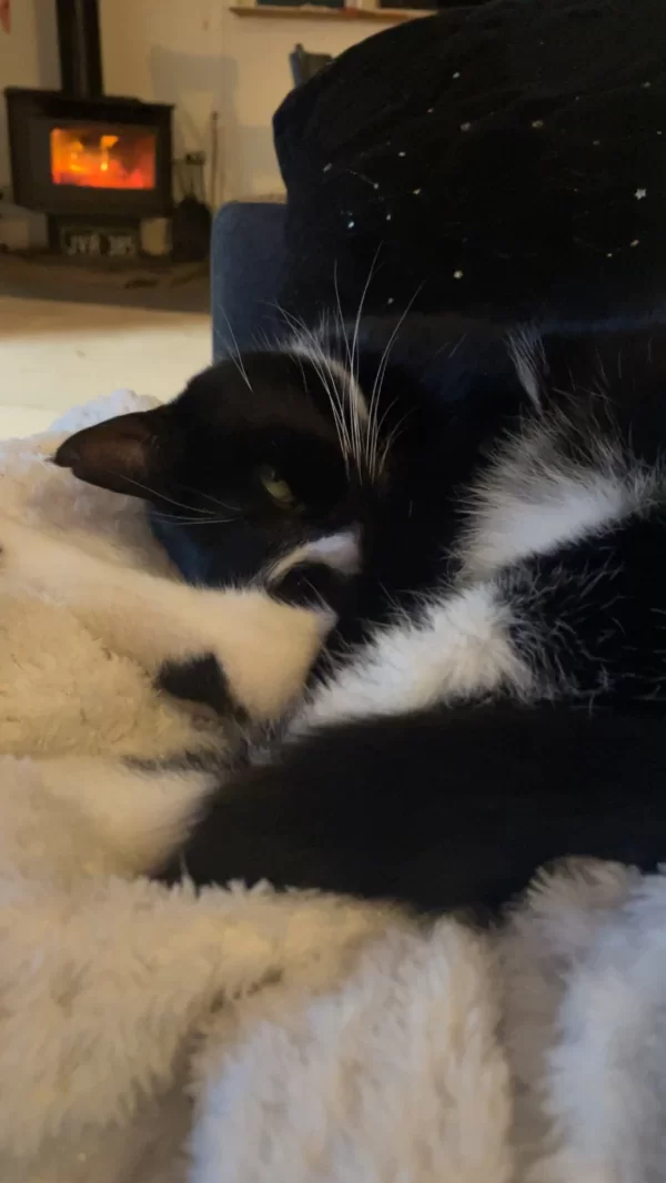 Amy